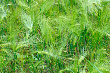 Bright background of wheat ears.
