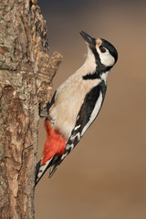 Picchio rosso maggiore femmina (Dendrocopos major)