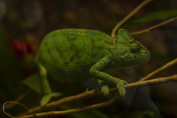 Chamaeleo calyptratus (Veiled Chameleon) is sitting on a branch of a tree. Black background.