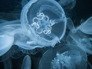 Moonjelly jellyfish