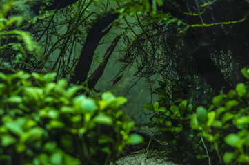 Fototapeta premium Dwarf shrimps in a mini aquarium