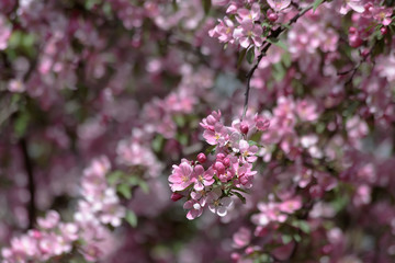 One branch in focus with the pink flowers of Apple tree on blurred background of other boughs of the tree, the petals and leaves. spring in bright sunlight close-up