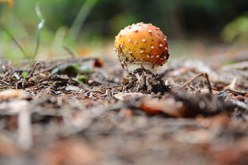 Little amanita muscaria in the Carpathian forests