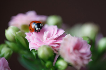 Ladybug On Beautiful Flowering Flower Kalanchoe. Shallow Depth of Field