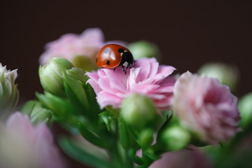 Ladybug On Beautiful Flowering Flower Kalanchoe. Shallow Depth of Field