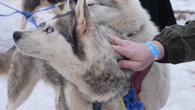 Male hand stroking huski dogs