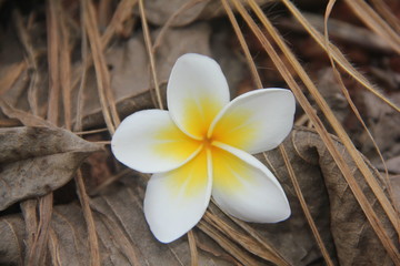 Fototapeta na wymiar Leelawadee flower