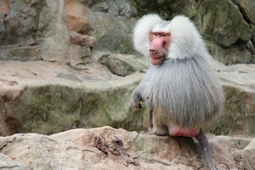 Hamadryas baboon 