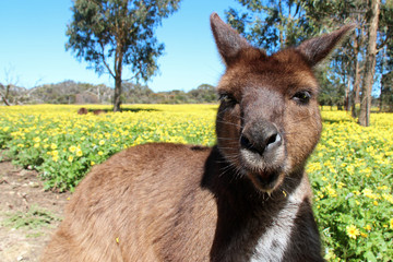 Kangaroo (Australia)