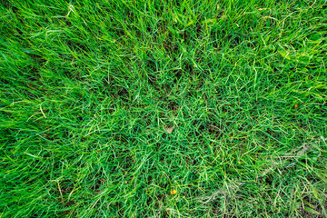 Green grass texture look down view