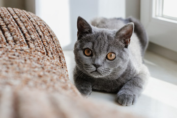 British (Scottish) blue kitten is very beautiful.  looks straight. The British kitten looks very closely.  sits on window and hunts, hides, looks into camera