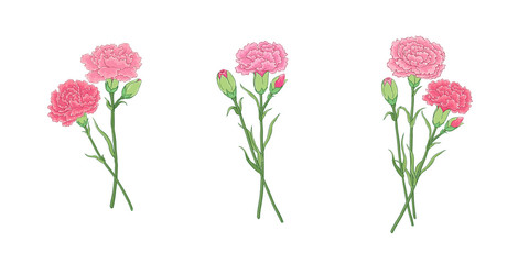 Bouquet of carnation flowers, three not the same