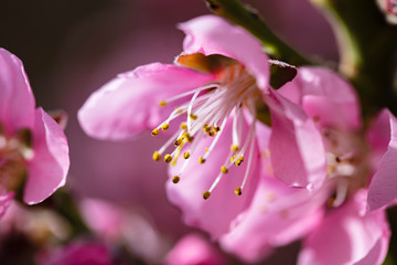 peaches tree blooming  