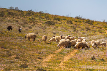Fototapete bei efototapeten.de bestellen   