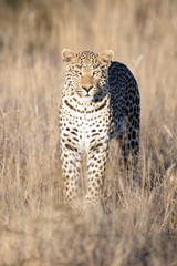 Fototapeta na wymiar Leopard in afternoon light