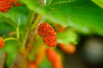 Mulberry fruit hangs on mulberry branches