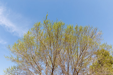 Fototapeta premium Top of a tree with flowers and buds