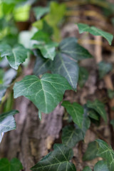 Obraz premium Close up of an ivy plant on a tree