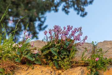 Fototapete bei efototapeten.de bestellen   