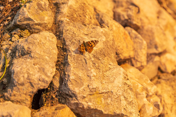 Big colored butterfly on stone