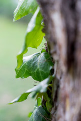 Close up of an ivy plant on a tree