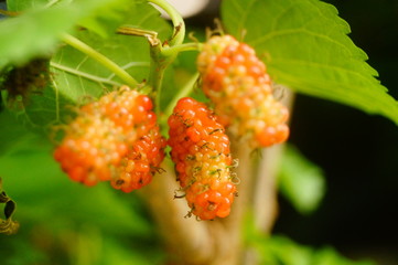 Mulberry fruit hangs on mulberry branches