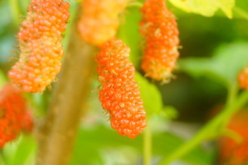 Mulberry fruit hangs on mulberry branches