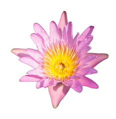 Wet blooming lotus flower pink with white background