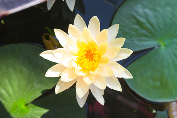 white lotus flower in water pond