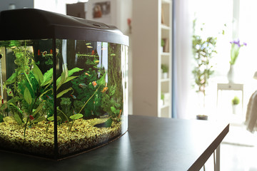 Beautiful aquarium on table in room