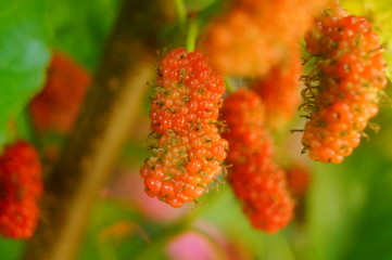 Mulberry fruit hangs on mulberry branches