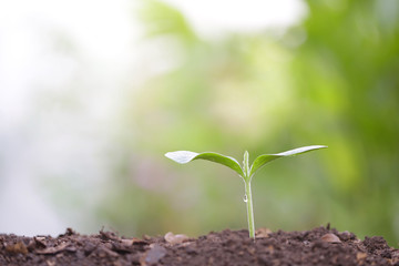 small tree sapling plant planting with dew