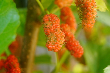 Mulberry fruit hangs on mulberry branches