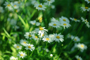 Summer white Daisy flowers on green meadow.