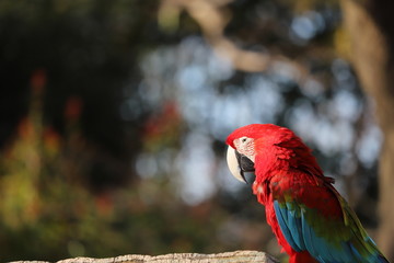 コンゴウインコ