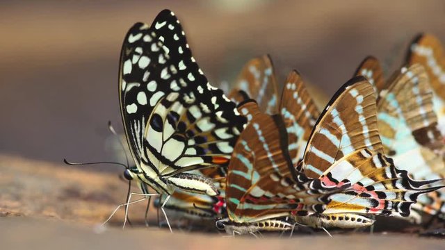 butterfly, The Spot Swordtail