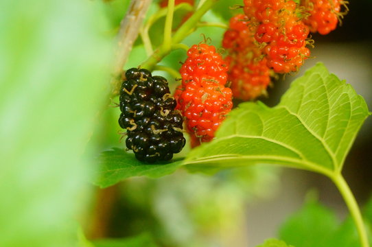 Mulberry fruit hangs on mulberry branches