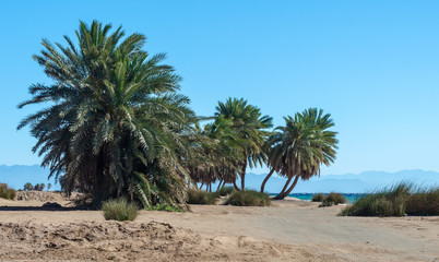 Fototapeta na wymiar palm trees by the sea against the backdrop of mountains in Egypt Dahab South Sinai
