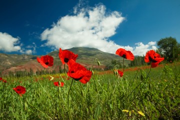red poppy flowers in a field.artvin/turkey