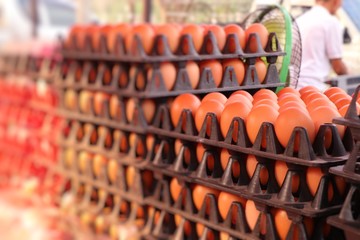 Hen egg in the market