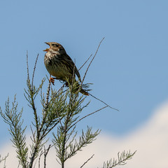 Bird sitting on branch singing.