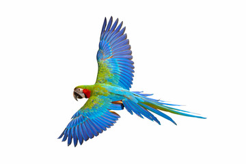 Colorful flying parrot isolated on white background.