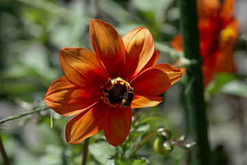 Blühende Dahlie