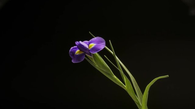 Time lapse of crocus bloom.