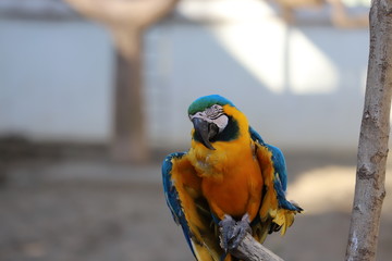 コンゴウインコ
