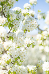white pear blossom with sunlight, beautiful flowers in spring season