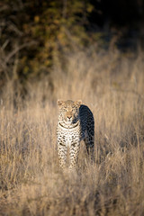 Leopard in afternoon light