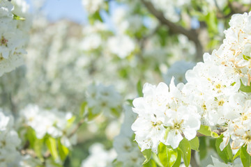 white pear blossom with sunlight, beautiful flowers in spring season