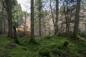 Grüner Waldboden im Naturschutzgebiet