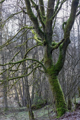 Vermooster Baum im Naturschutzgebiet Schwarzbachtal